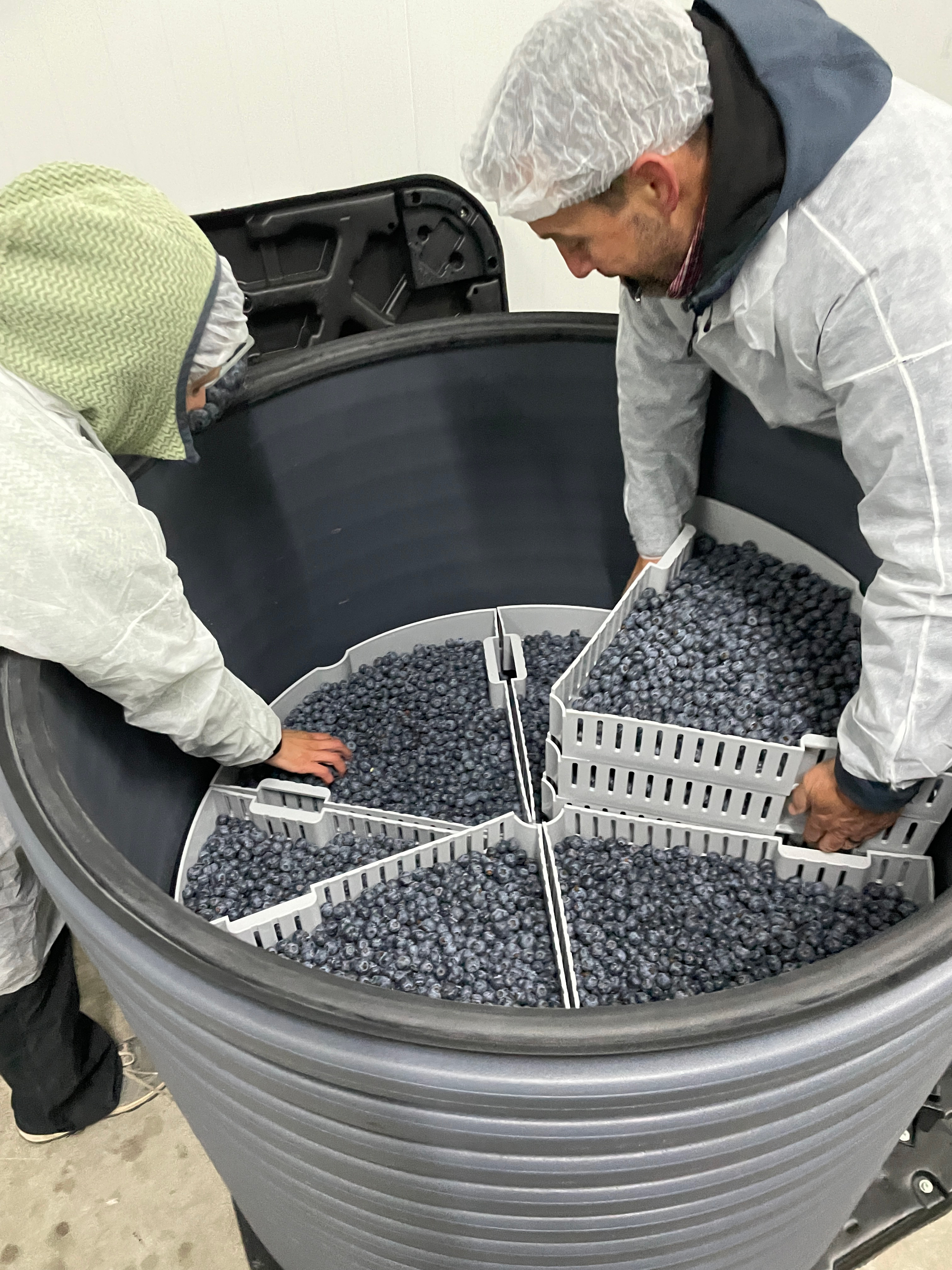 Blueberries stored using RipeLocker technology